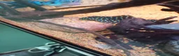 Cichlids fish for sale: plecos, electric blu Dempsey, emp snakehead,Oscars - Advert 14