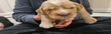 Cocker Spaniel Puppy 4