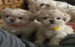 Shih Tzu dogs for sale: Lavender White Imperial Shih Tzu Puppies - Image 12