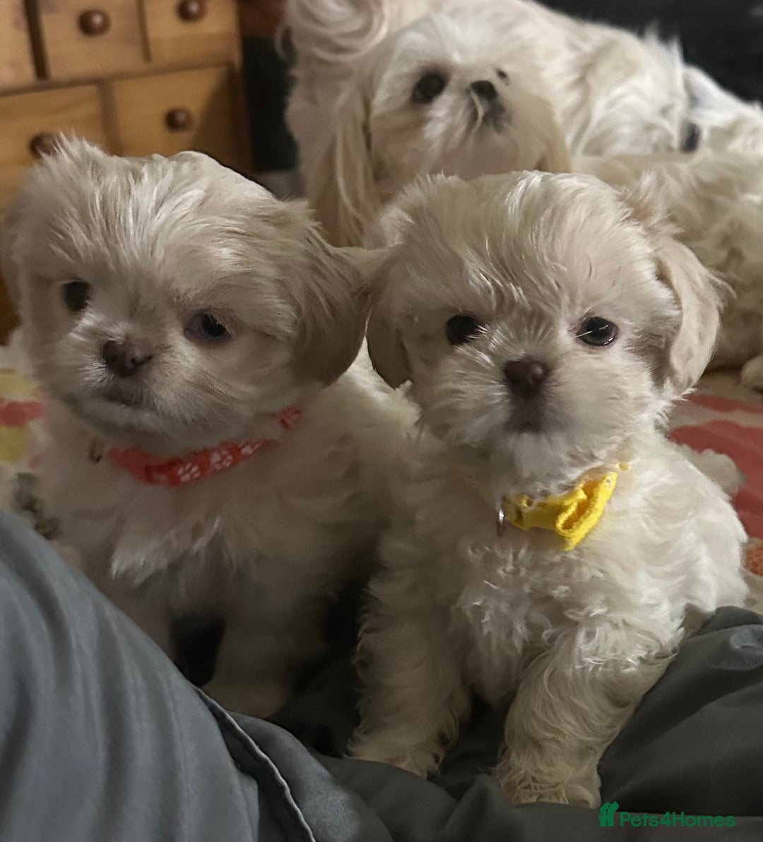 Shih Tzu dogs for sale: Lavender White Imperial Shih Tzu Puppies - Image 12