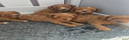 Cavapoo dogs for sale: ⭐️ F1 red toy Cavapoo puppies ⭐️ - Advert 6