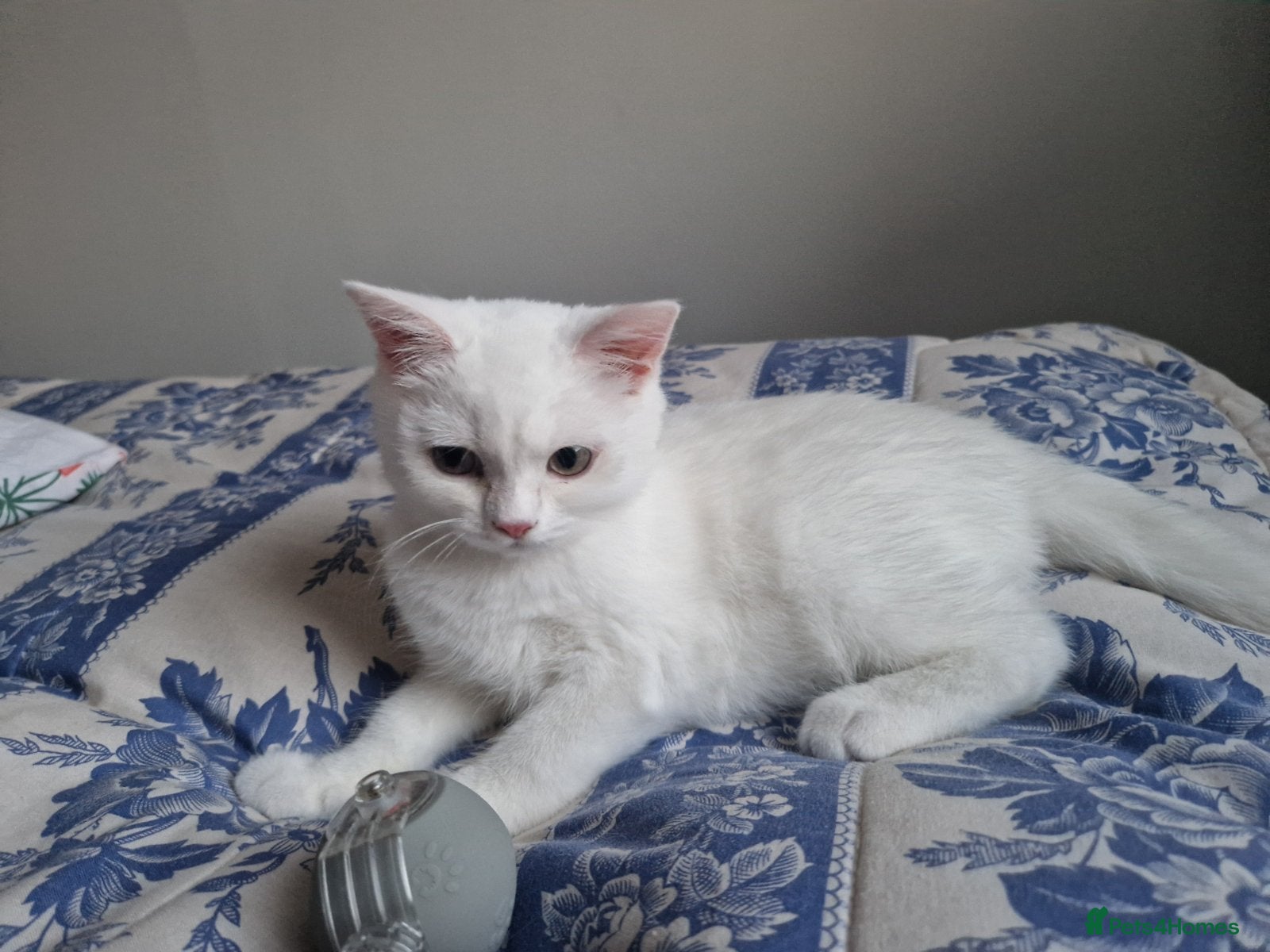 British Shorthair cats Striking snow white FLAMINGO BSH in London - Advert 1