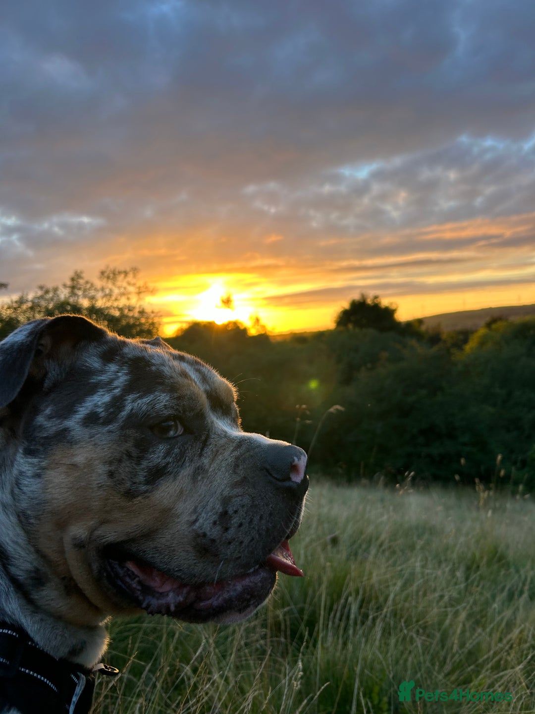 Olde English Bulldogge dogs for stud: Male olde English bulldogge for stud - Image 4