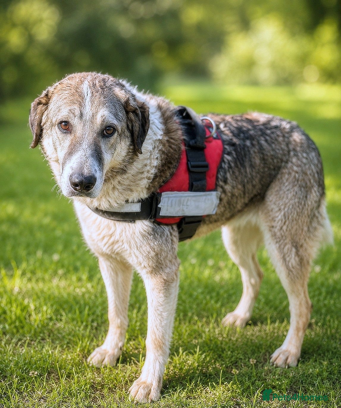 Mixed Breed dogs NELLY - A heart full of love, waiting for you ❤️ - Advert 6