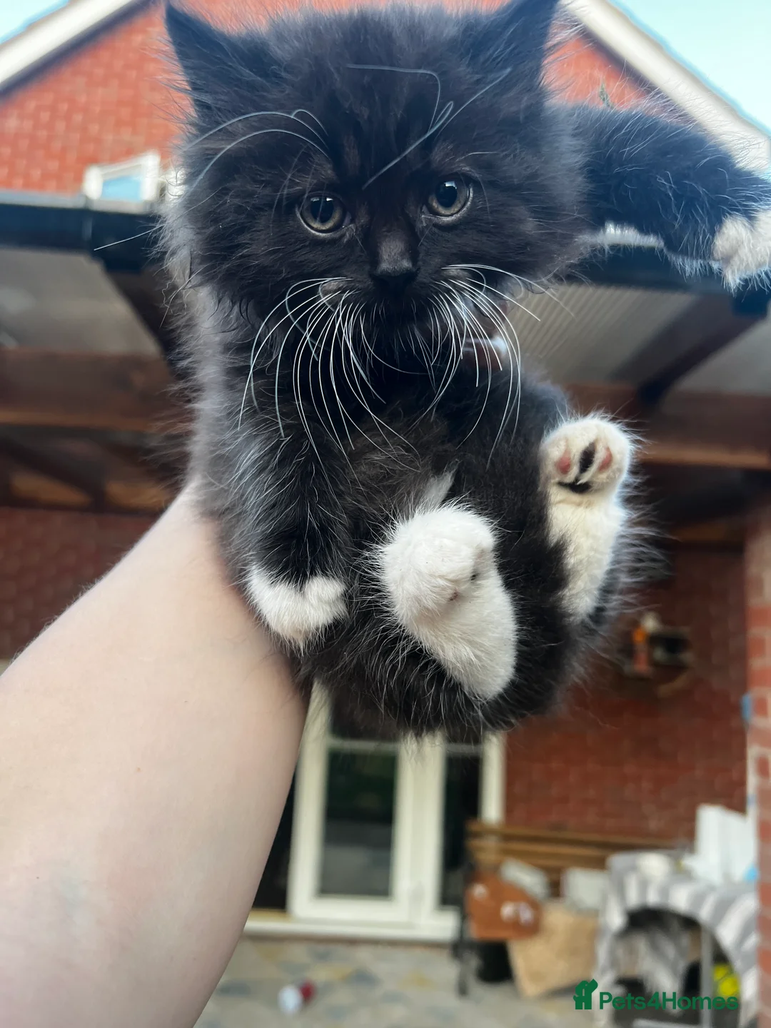 Mixed Breed cats for sale: Adorable Mixed Breed Kittens Ready For New Homes - Advert 2