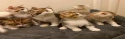 Munchkin cats for sale: Full Pedigree Munchkin Kittens - Advert 17