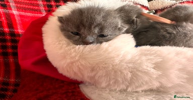 British Shorthair cats Beautiful Pedigree British short hair 🎁🐱 - Advert 12