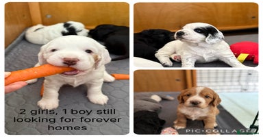 Cocker Spaniel dogs - Advert 1