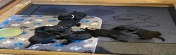 Labrador Retriever dogs for sale: Description  - Advert 23