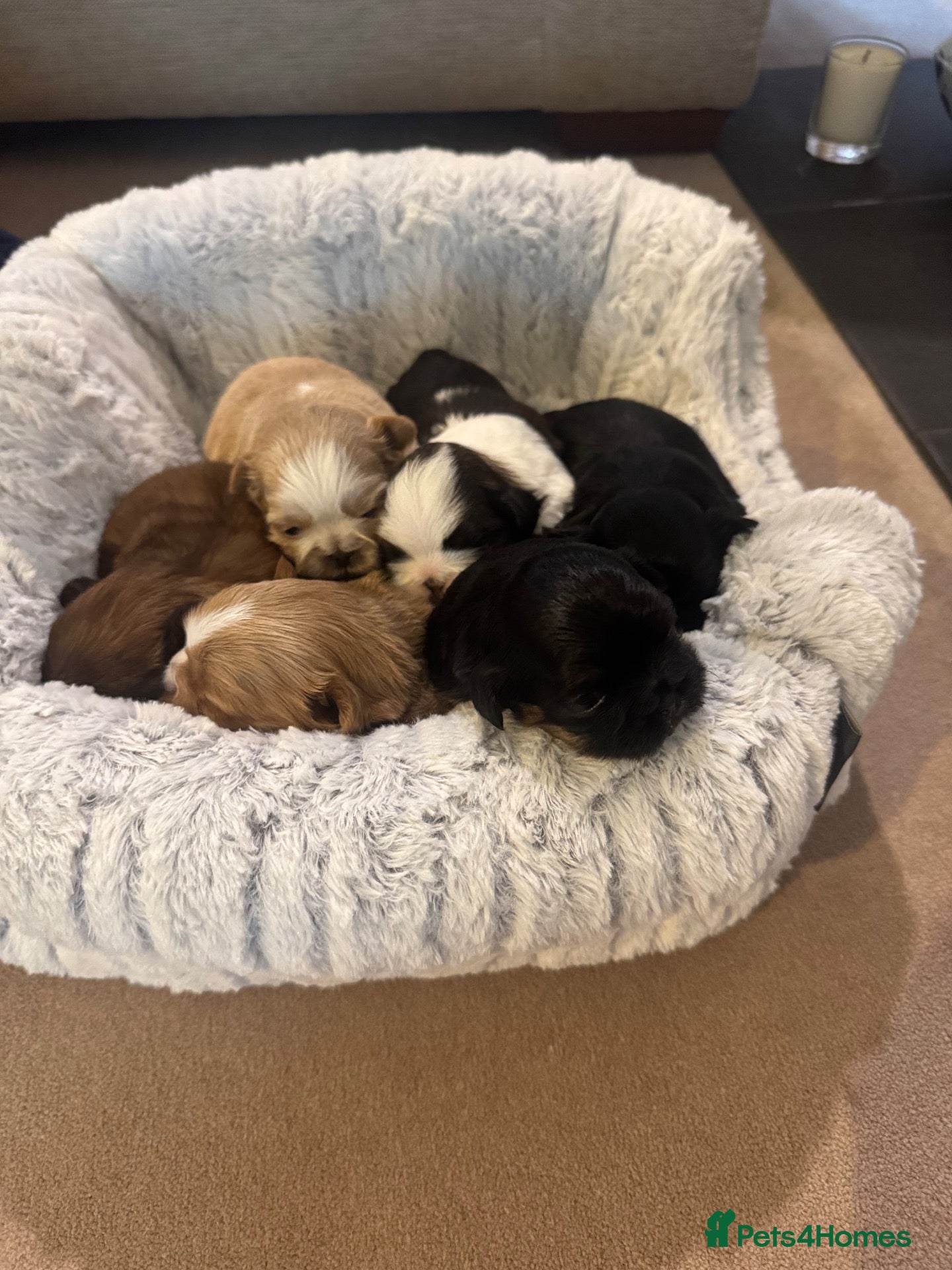 Shih Tzu dogs for sale: 🐾GORGEOUS KARASHISHI IMPERIAL SHIH TZU PUPPIES ✨ - Advert 1