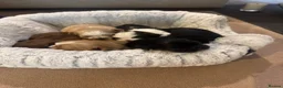 Shih Tzu dogs for sale: 🐾GORGEOUS KARASHISHI IMPERIAL SHIH TZU PUPPIES ✨ - Advert 1