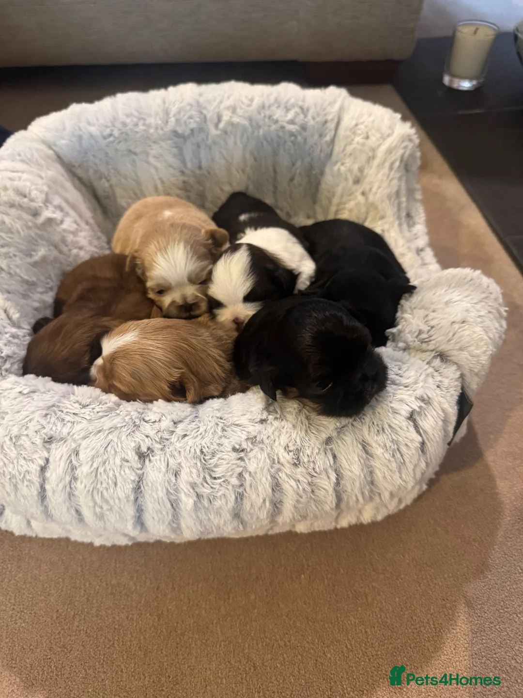 Shih Tzu dogs for sale: 🐾GORGEOUS KARASHISHI IMPERIAL SHIH TZU PUPPIES ✨ - Advert 1