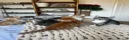 Mixed Breed cats for sale: Siberian Mix kittens - Advert 12