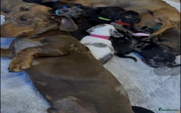 Dachshund dogs for sale: Adorable dachshund puppies ready for loving homes - Image 22