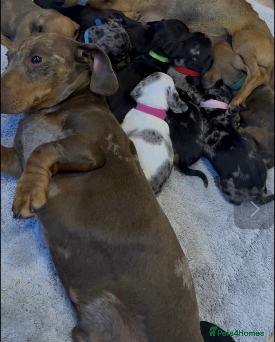 Dachshund dogs for sale: Adorable dachshund puppies ready for loving homes - Image 22