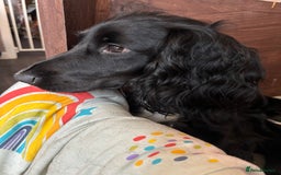 Cockapoo dogs for sale: Miniature f1b cockerpoos - Image 12
