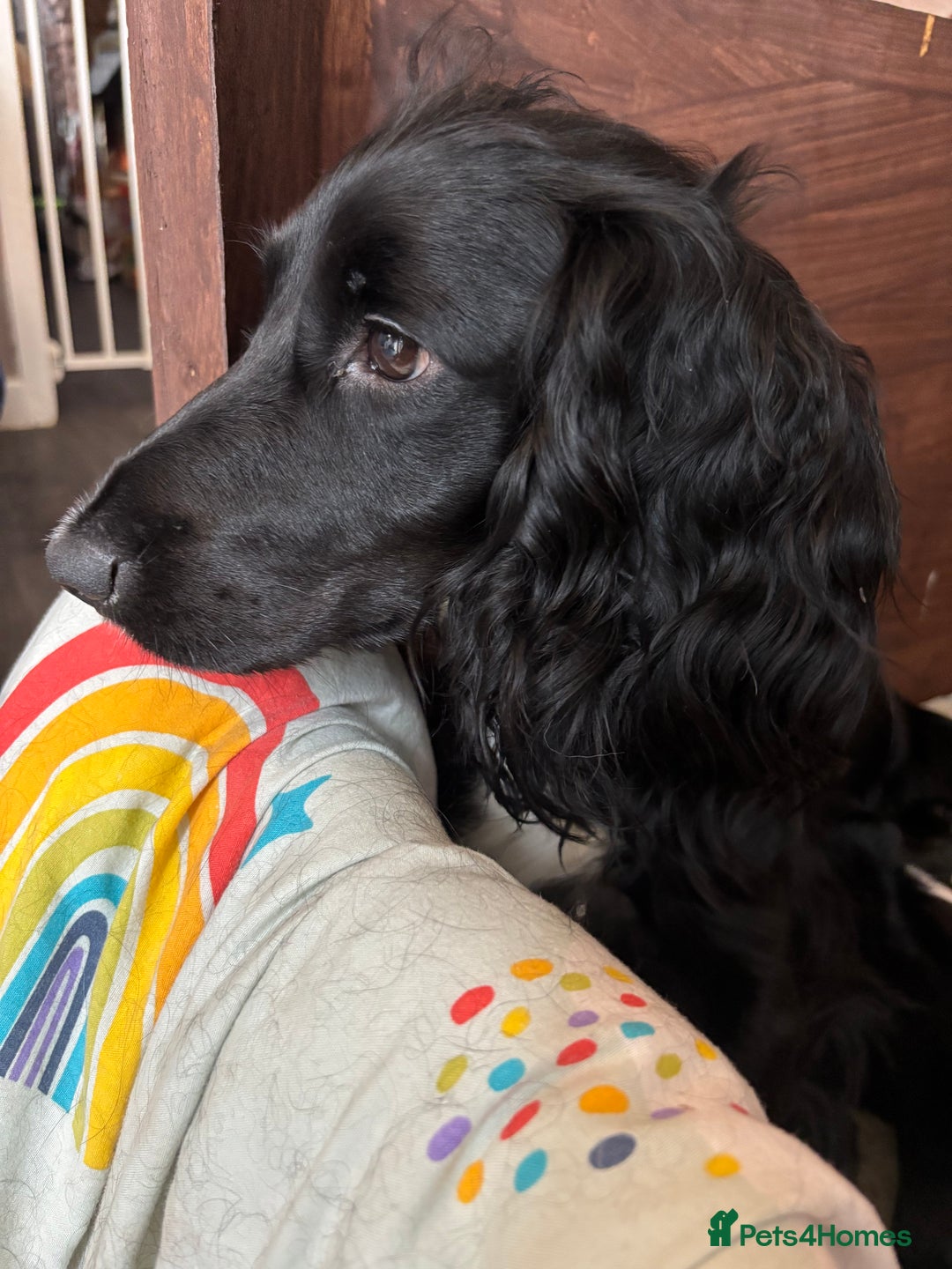 Cockapoo dogs for sale: Miniature f1b cockerpoos - Image 12
