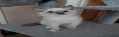 Ragdoll 1