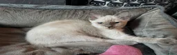 Ragdoll cats for sale: Ragdoll kitten female  - Advert 3
