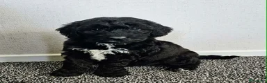 Cockapoo Puppy 2