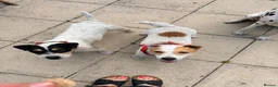 Jack Russell dogs for sale: Jack Russell Dog  - Advert 3