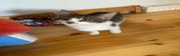 Mixed Breed cats for sale: 1 female left, ready for collection  - Advert 2