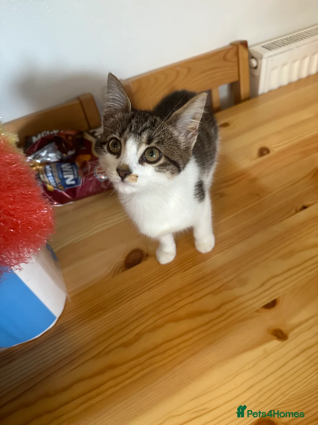 Mixed Breed cats for sale: 1 female left, ready for collection  - Advert 2