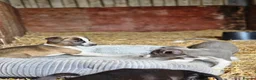Mixed Breed dogs for sale: Stunning Kelpie lurchers  - Advert 20