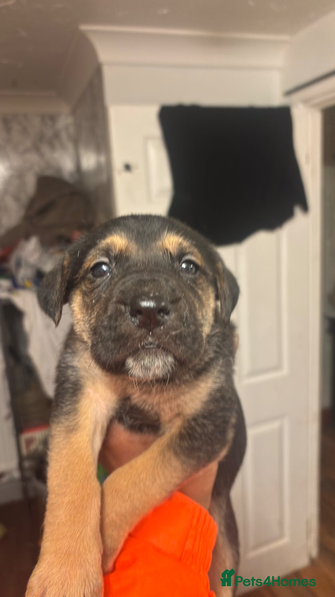 Mixed Breed dogs Gorgeous puppies  - Advert 2