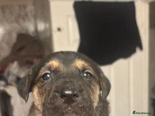 Mixed Breed dogs Gorgeous puppies - Advert 2