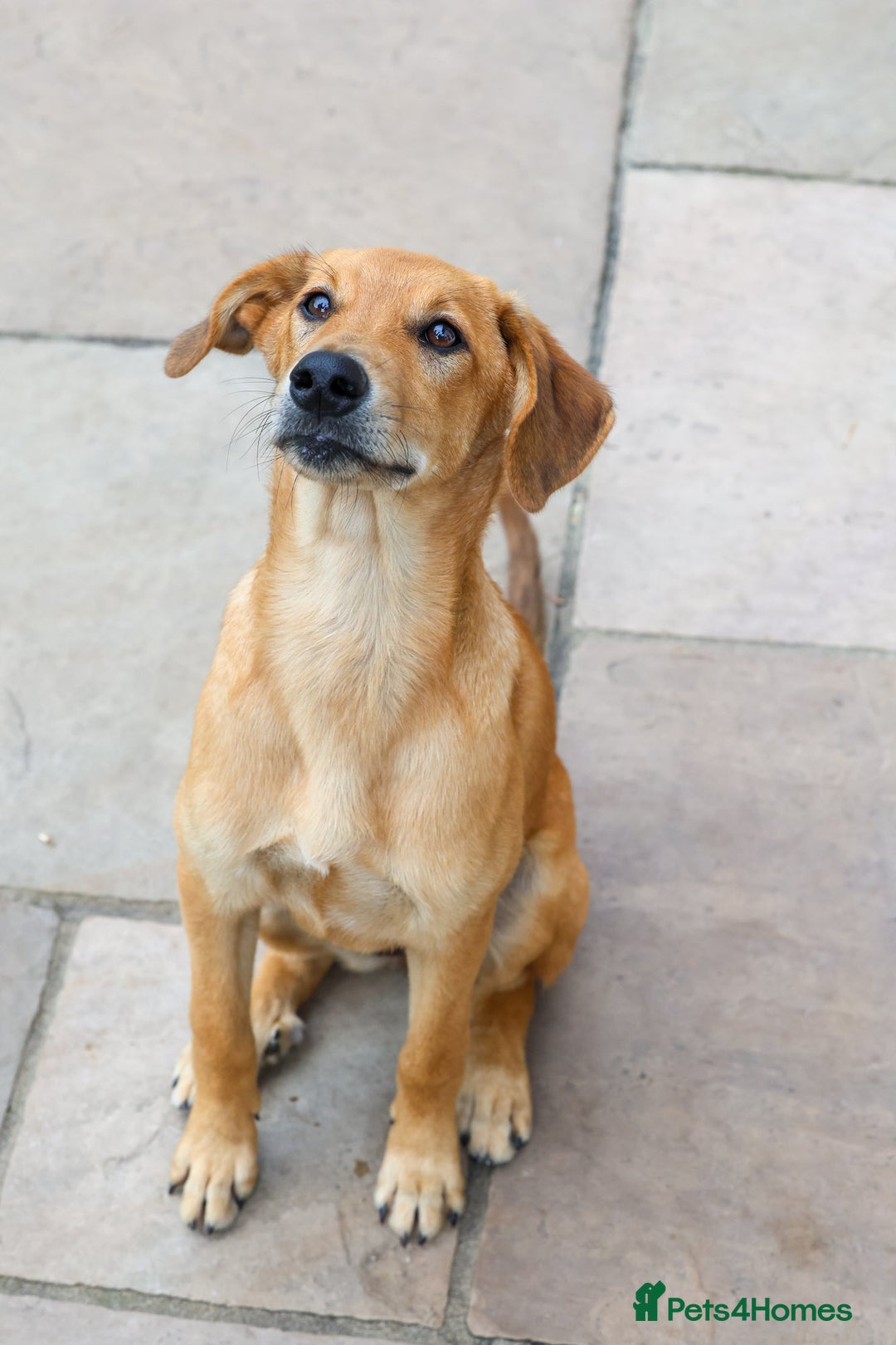 Mixed Breed dogs for adoption: Soft sweet Sophia - Image 2