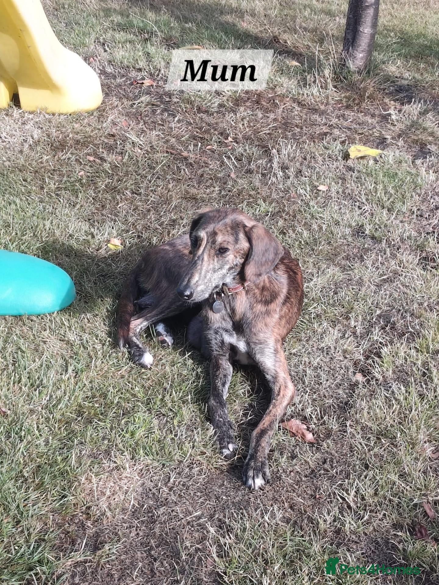 Lurcher dogs Lurcher Pups Ready To Leave Now - Advert 4