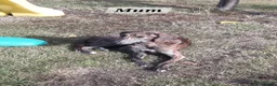 Lurcher dogs for sale: Lurcher Pups Ready To Leave Now - Advert 2