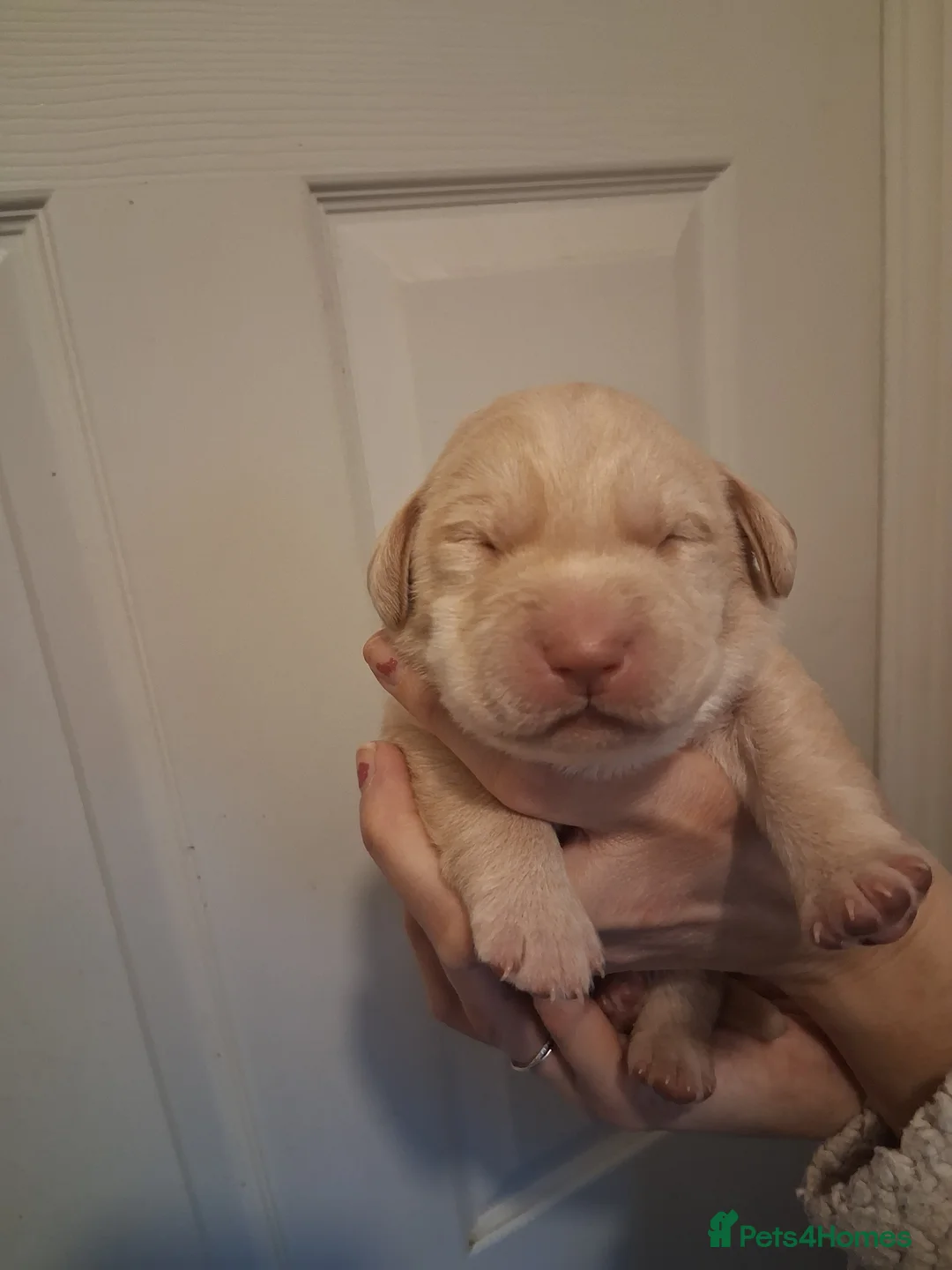 Labrador Retriever dogs for sale: *1 LEFT!* LABRADOR PUPPIES! - Advert 15