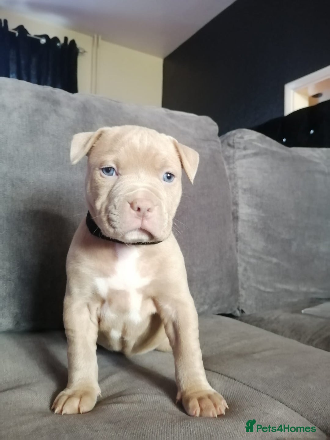 American Bully dogs for stud: American Bully For Stud in London - Image 11