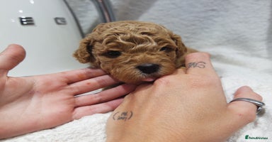 Mixed Breed dogs - Advert 10