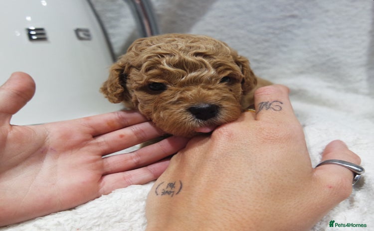 Mixed Breed dogs - Advert 4