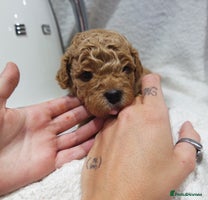 Mixed Breed dogs - Advert 16