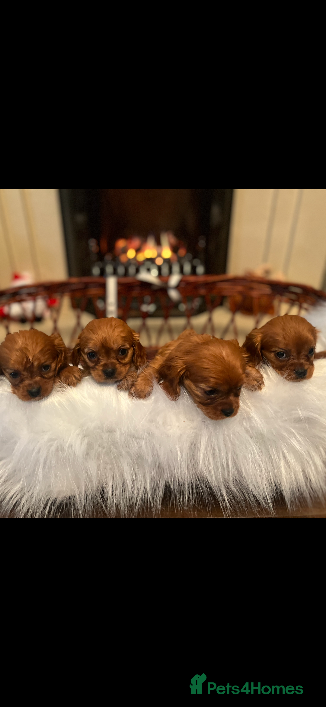 Cavalier King Charles Spaniel dogs for sale: Cavalier King Charles quality puppies for sale  - Advert 5