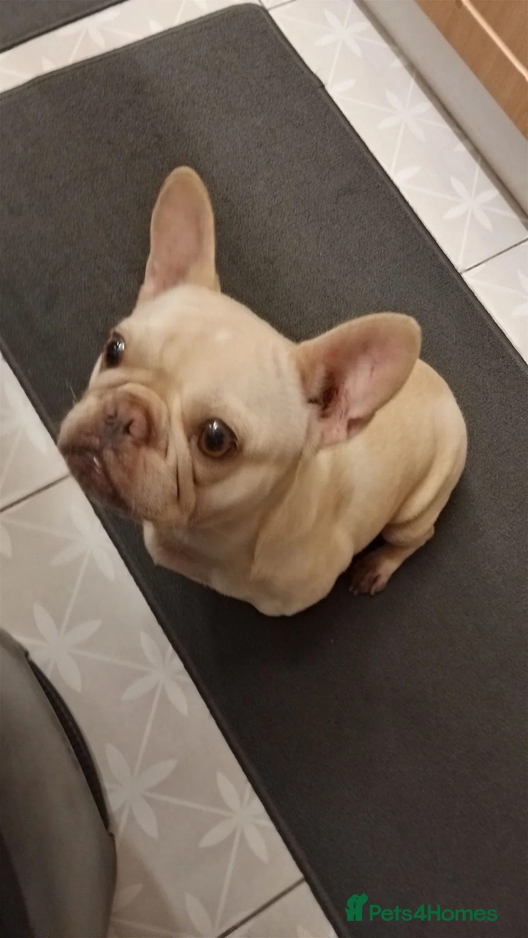 French Bulldog dogs for sale: French bulldog dog (nelly) in Cambridge - Advert 2