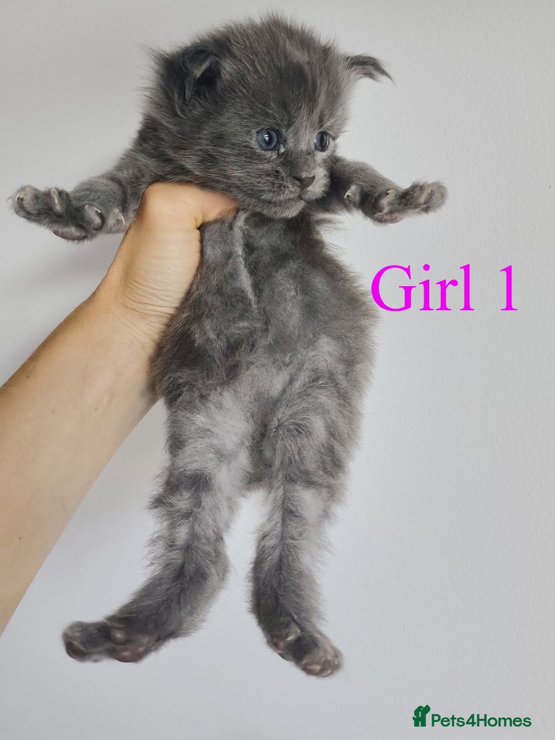 Maine Coon cats for sale: Blue Maine coon kittens - DNA health tested - Image 5