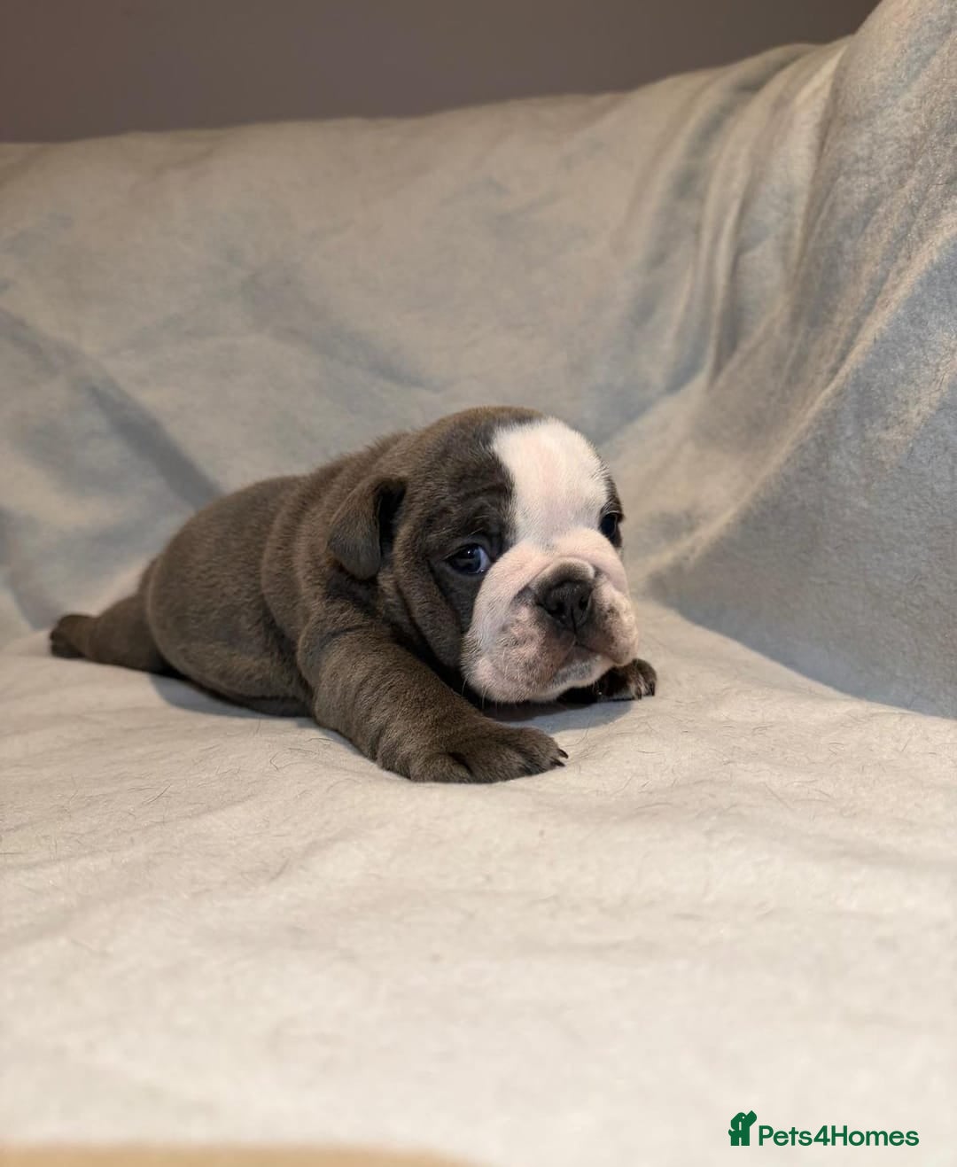 English Bulldog dogs for sale: Elite English Bulldog Puppies – Rare Blue Eyes  - Advert 9