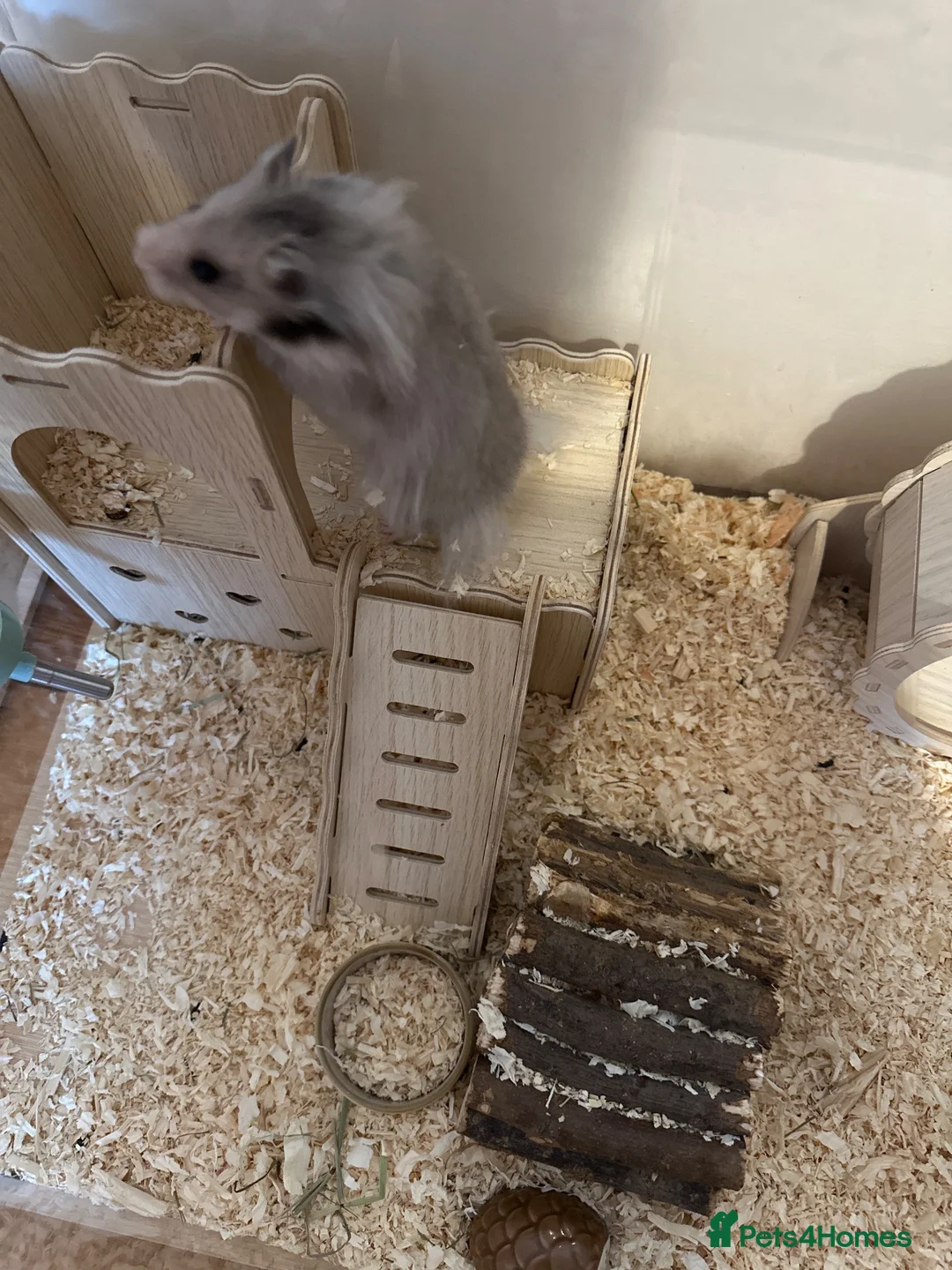 Hamster rodents for sale: Beautiful grey hamster  in Bewdley - Advert 3