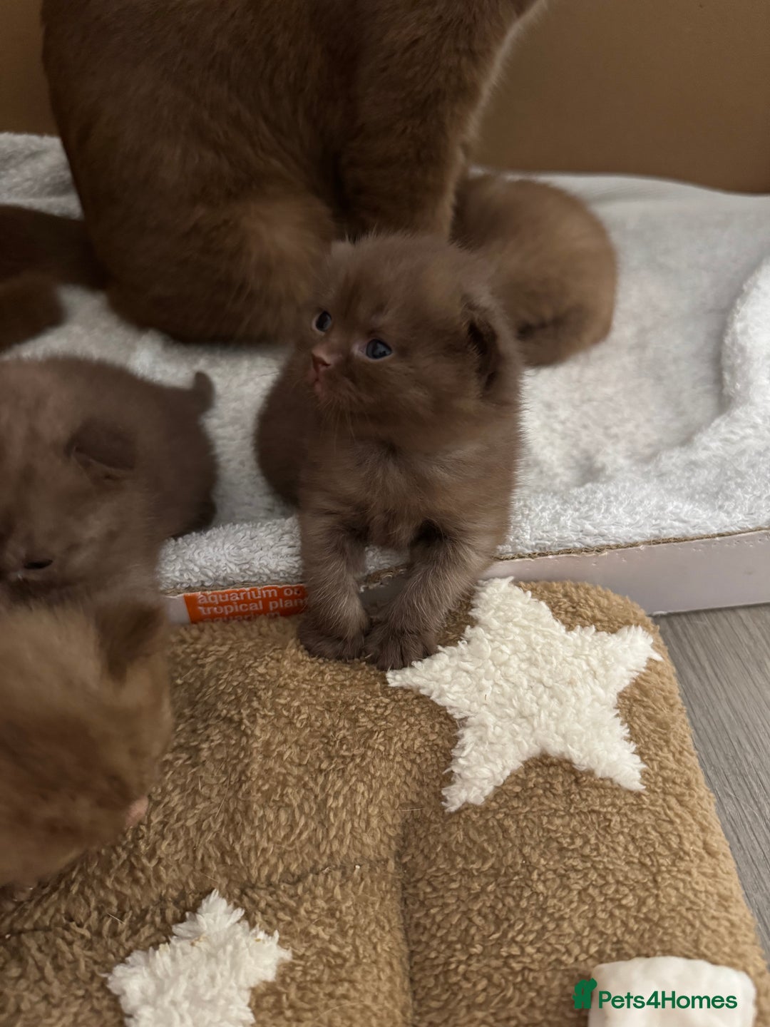 British Shorthair cats for sale: 🤎 British Shorthair Cinnamon Kittens🤎 - Image 11