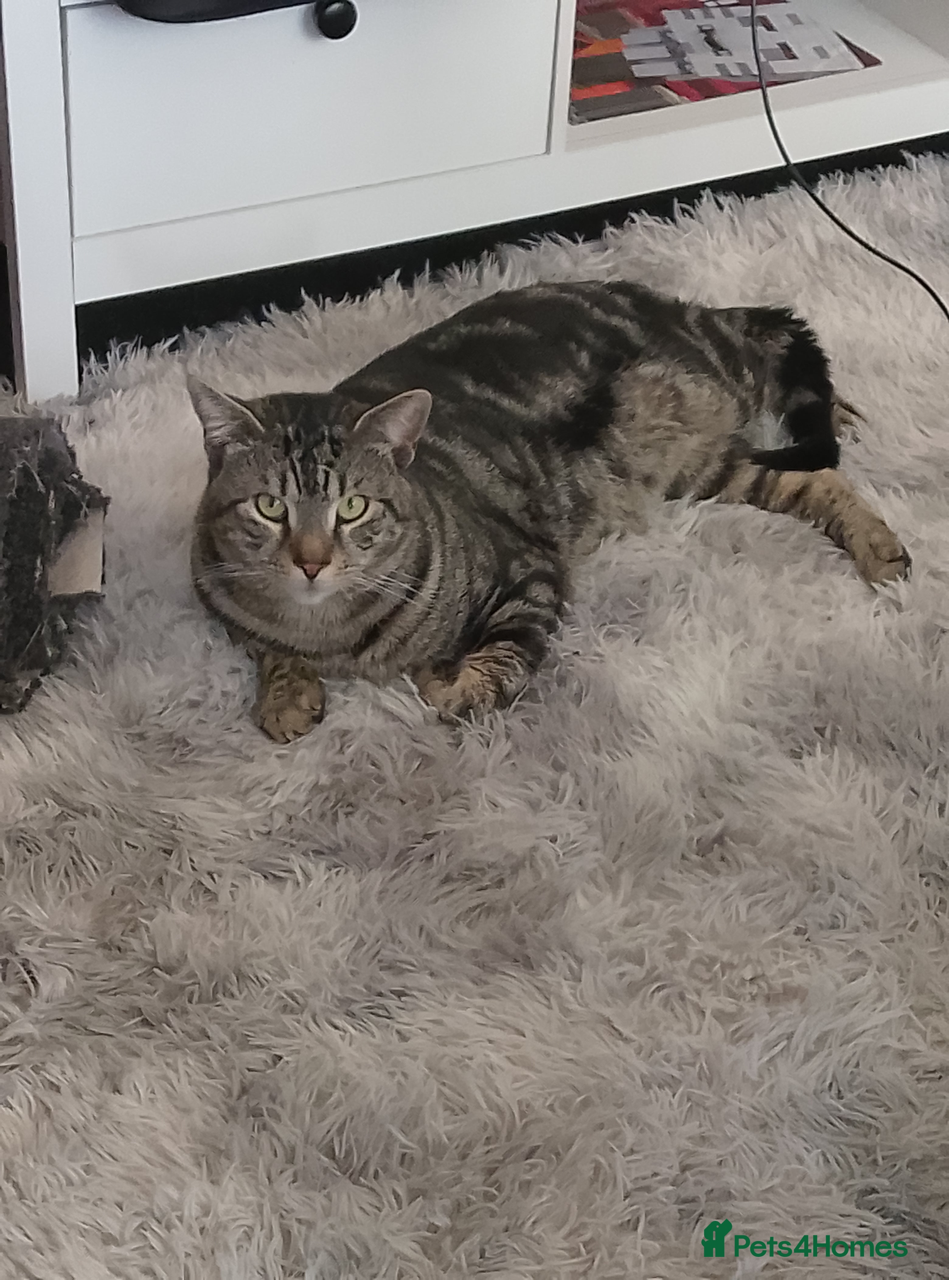 American Shorthair cats American shorthair male  - Advert 10