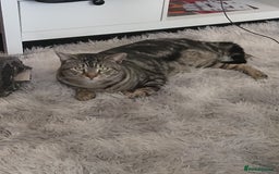 American Shorthair cats for sale: American shorthair male  - Image 1