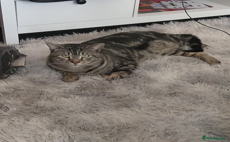 American Shorthair cats - Advert 11