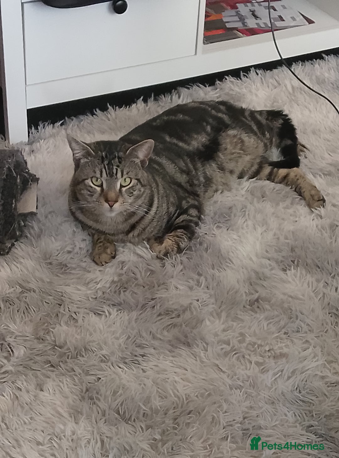American Shorthair cats for sale: American shorthair male  - Image 1