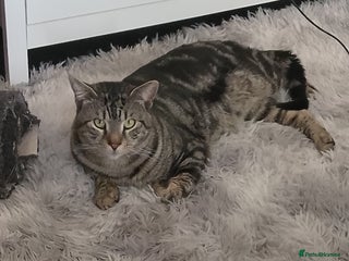 American Shorthair cats - Advert 1