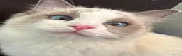 Ragdoll cats for sale: Gorgeous Ragdoll Kittens  - Advert 26